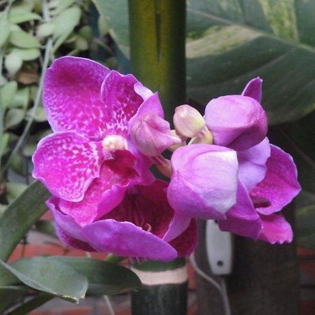 Big Lyna Villa Siem Reap Dış mekan fotoğraf