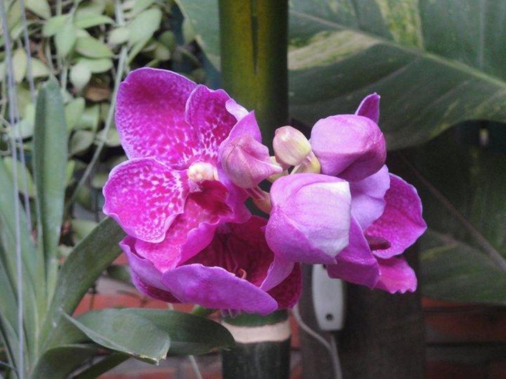 Big Lyna Villa Siem Reap Dış mekan fotoğraf